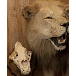 Lion skull beside the taxidermy mount.