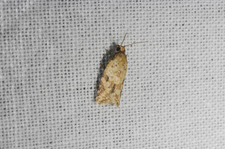 <em>Epiphyas sp.</em>, moth. Grampians National Park, Victoria.