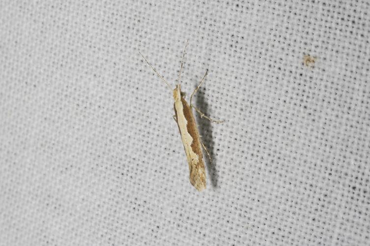 <em>Plutella xylostella</em>, Diamondback Moth. Grampians National Park, Victoria.