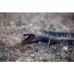 Black snake with red belly, head raised moving towards viewer.