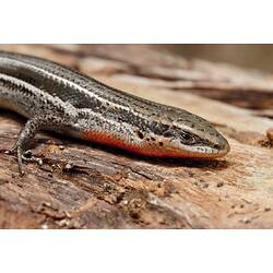 Brown striped lizard with red throat on wood.