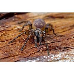 Front view of black legged spider on bark.