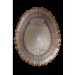 <em>Cellana tramoserica</em>, Common Limpet, shell.  Registration no. F 178964.