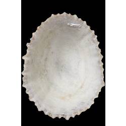 <em>Scutellastra peronii</em>, true limpet, shell.  Registration no. F 178972.