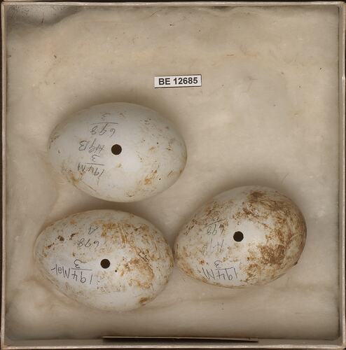 Three bird eggs with specimen label in box.