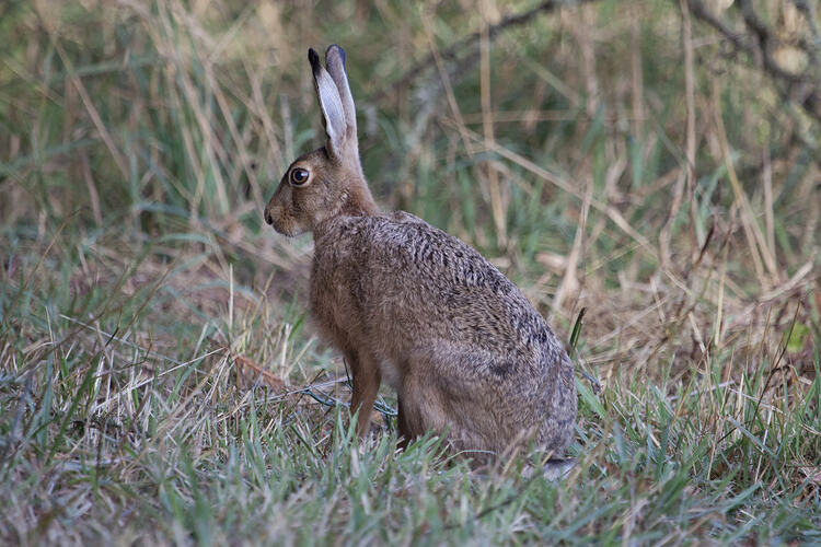 A Brown Hare sitting upright