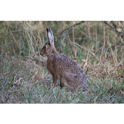 <em>Lepus europaeus</em>, European Hare