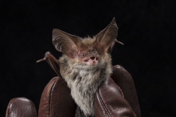 Long-eared bat held in leather-gloved hands.