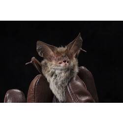 Long-eared bat held in leather-gloved hands.