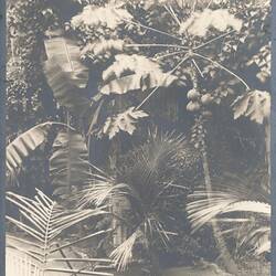 Photograph - Kodak Australasia Pty Ltd, Paw Paw Tree in Back Garden, Kodak Branch, Townsville, QLD, 1930s