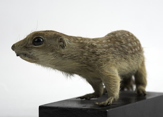 Taxidermied mammal with large eyes mounted to a black base.