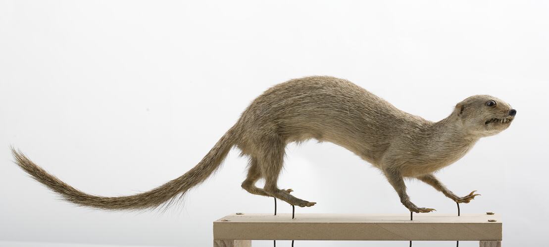 Taxidermied specimen of a long, thin mammal with a long tail.