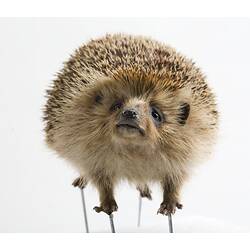 Taxidermied hedgehog specimen, head detail.