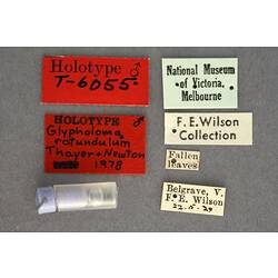Partial insect preparation in vial with specimen labels.