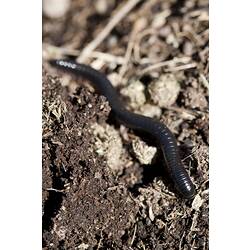 Millipede on soil.
