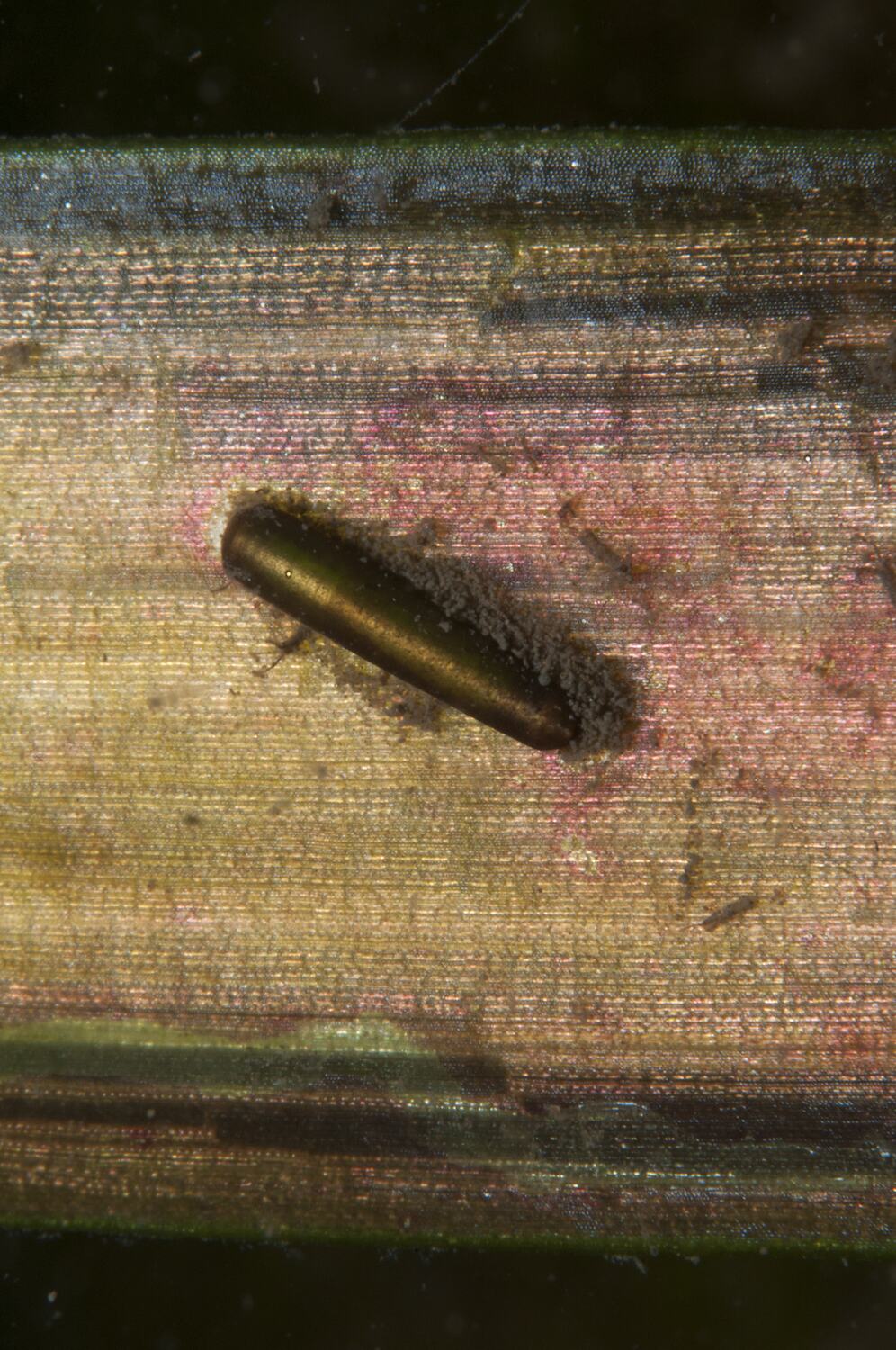 Trichoptera, Caddisfly larvae
