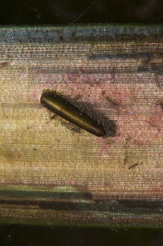 Caddisfly larva on hard surface.