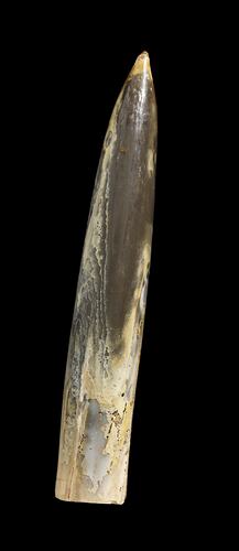 Brown and cream straight belemnite fossil.