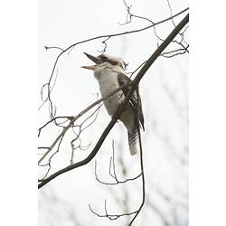 Kokaburra sitting on branch, beak open, calling.