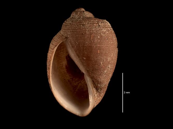 Apertural view of brown snail shell.