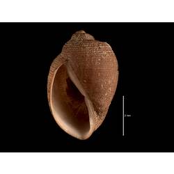 Apertural view of brown snail shell.