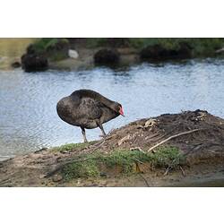 <em>Cygnus atratus</em>, Black Swan. Westgate Park, Melbourne, Victoria.