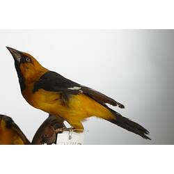 Side view of yellow bird specimen mounted on bird.