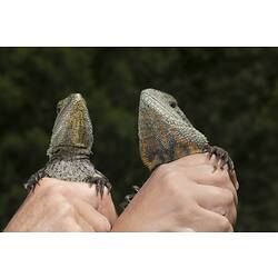 Two water dragons being held so underside of head is visible showing differences between sexes.