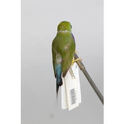 Small colourful bird specimen mounted on branch, rear view.