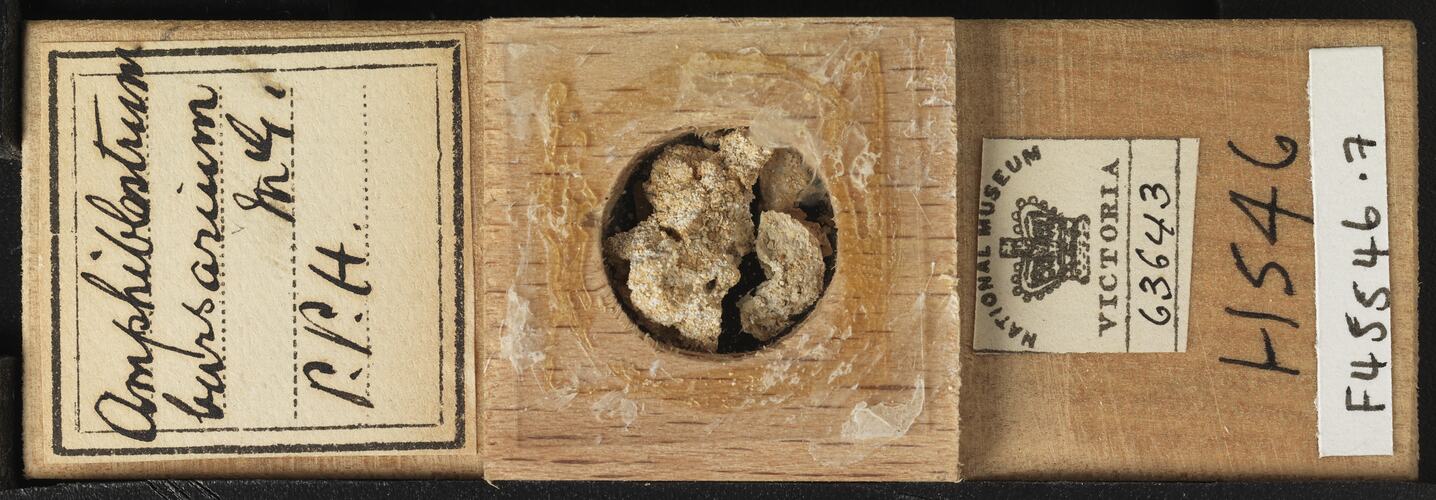 Bryozoan specimen in wooden microslide with handwritten labels.