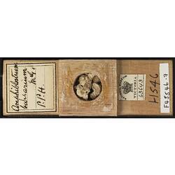 Bryozoan specimen in wooden microslide with handwritten labels.