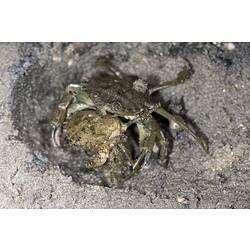 Two crabs mating on the sand.