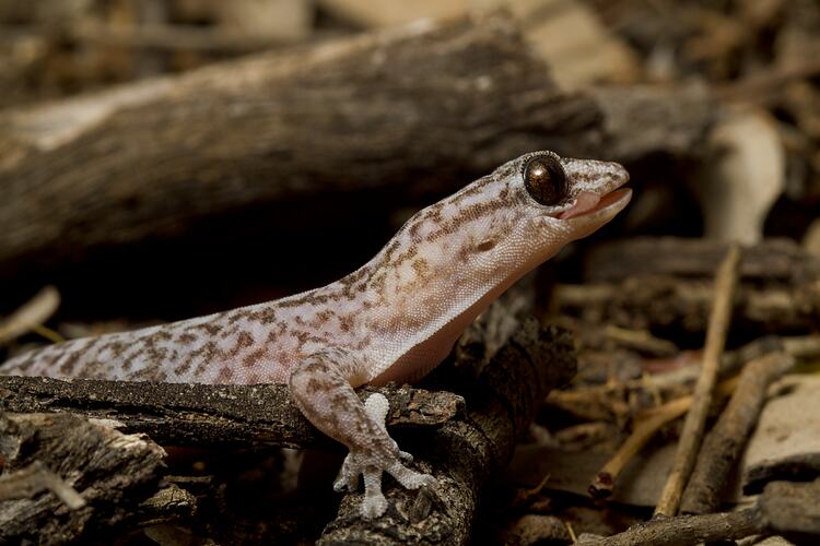 Creamy-pink gecko with brown mottling, tongue sticking out of side of mouth.