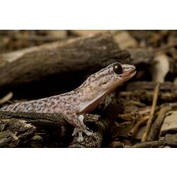 Creamy-pink gecko with brown mottling, tongue sticking out of side of mouth.