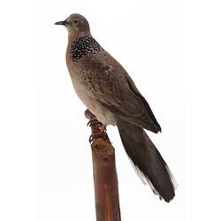 Side view of mounted dove specimen.