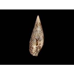 Dorsal view of narrow brown and white snail shell.