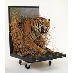 Oblique view of taxidermied tiger mounted to appear as though emerging from grass.