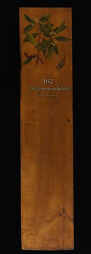 Timber Sample - Sweet Pittosporum, Pittosporum undulatum, Victoria, 1885 (Obverse)