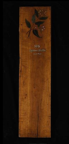 Timber Sample - Lilly Pilly, Eugenia smithii, Victoria, 1885