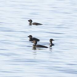 Three dark ducks sitting low in the water.