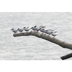 Ten white and grey birds with black head sitting on branch.