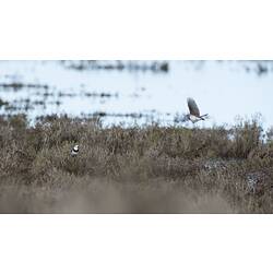 Two black, grey and white birds, one sitting on low vegetation, one coming in to land.