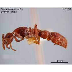 Ant specimen, female, lateral view.