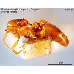 Ant specimen, female, lateral view.