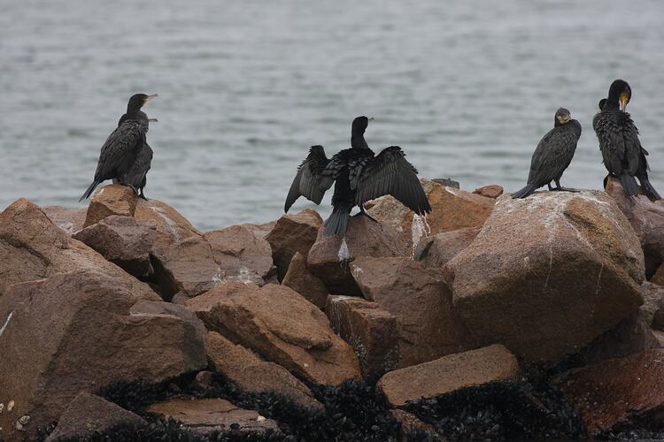 <em>Phalacrocorax carbo</em>, Great Cormorant. Gippsland Lakes, Victoria.