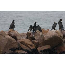 <em>Phalacrocorax carbo</em>, Great Cormorant. Gippsland Lakes, Victoria.