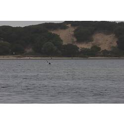 <em>Cygnus atratus</em>, Black Swan. Gippsland Lakes, Victoria.