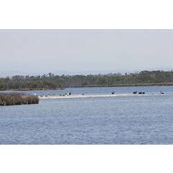 <em>Pelecanus conspicillatus</em>, Australian Pelican, <em>Cygnus atratus</em>, Black Swan, and <em>Phalacrocorax sulcirostris</em>, Little Black Cormorant. Gippsland Lakes, Victoria.