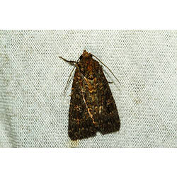<em>Hypoperigea tonsa</em>, moth. Murray Explored Bioscan.