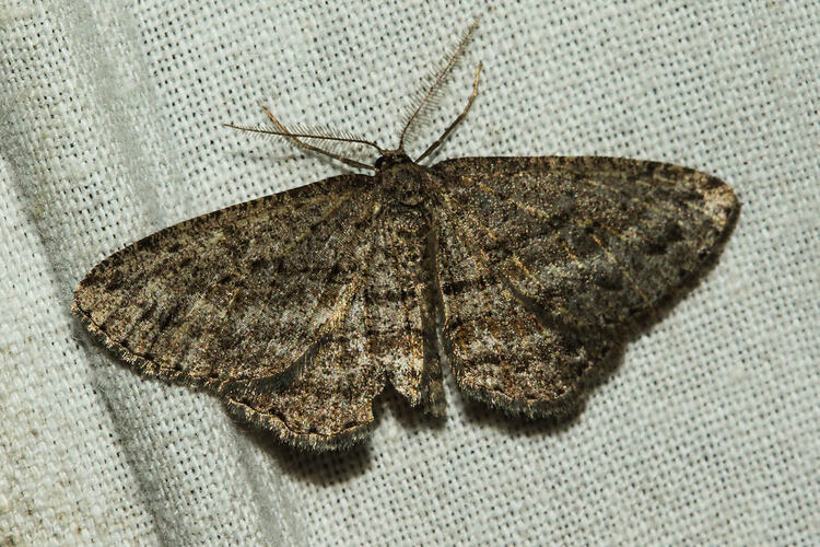 <em>Zermizinga sinuata</em>, moth. Murray Explored Bioscan.